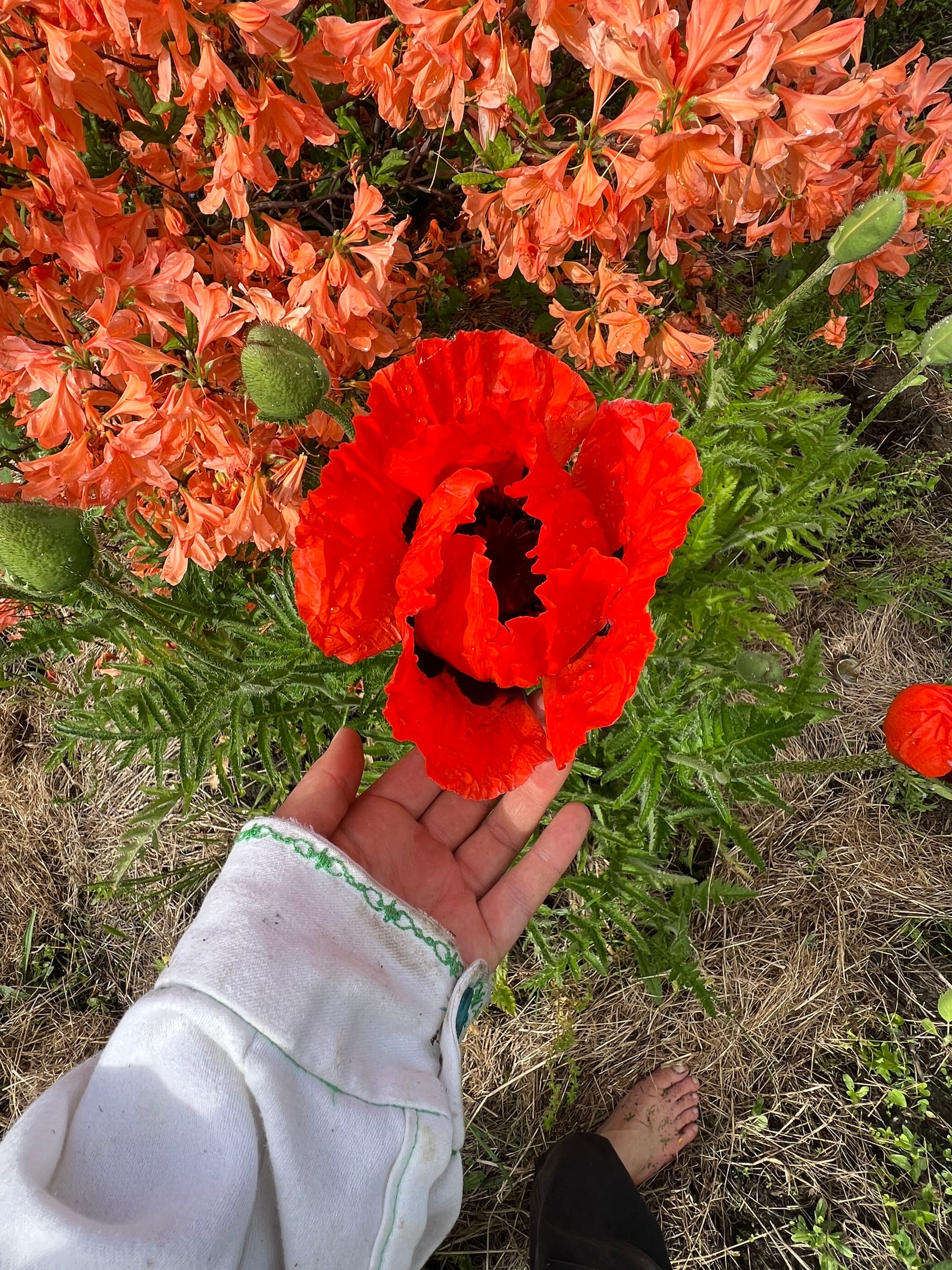 One Year a Garden